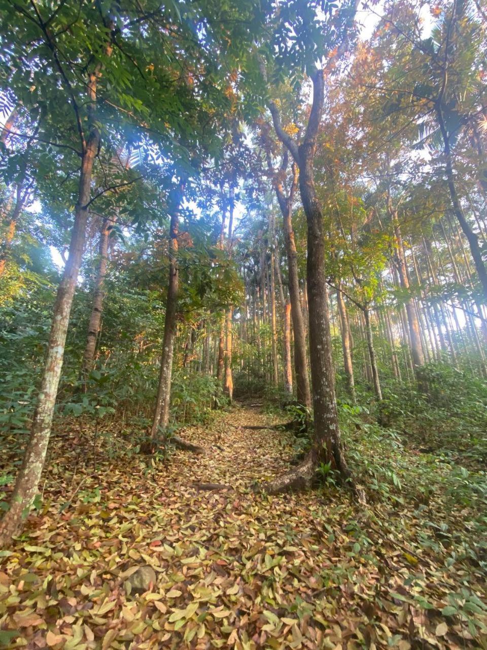Momarco Forest Cove Tanay Exteriör bild